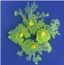 Attēlu rezultāti vaicājumam “Physarum virescens plasmodium”