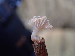 Attēlu rezultāti vaicājumam “Mycena belliarum”
