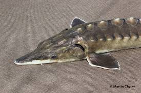Image result for Acipenser oxyrinchus oxyrinchus