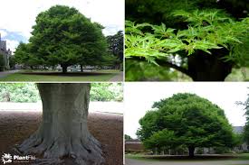 Attēlu rezultāti vaicājumam “Fagus sylvatica fo. laciniata”