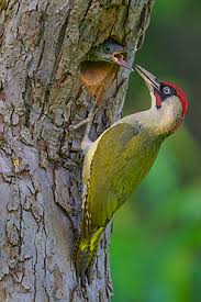 Attēlu rezultāti vaicājumam “Picus viridis nest”