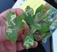 Attēlu rezultāti vaicājumam “Phytomyza minuscula”