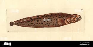 Image result for Anarhichas minor