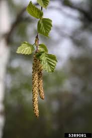 Attēlu rezultāti vaicājumam “Betula pendula flower”
