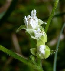 Attēlu rezultāti vaicājumam “Rubus saxatilis flower”