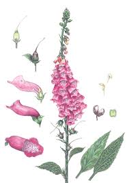 Image result for Digitalis purpurea