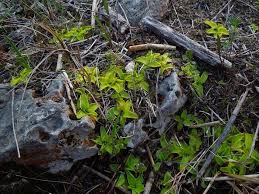Attēlu rezultāti vaicājumam “Pinguicula vulgaris leaf”