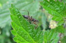Attēlu rezultāti vaicājumam “Himacerus apterus”