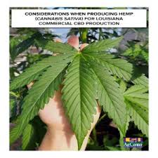 Attēlu rezultāti vaicājumam “Cannabis sativa”