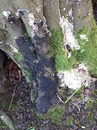 Attēlu rezultāti vaicājumam “Anthostoma decipiens”