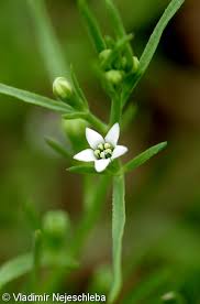 Attēlu rezultāti vaicājumam “Thesium alpinum flower”