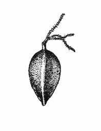 Attēlu rezultāti vaicājumam “Carex pallescens”