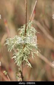Attēlu rezultāti vaicājumam “Ramalina calicaris”