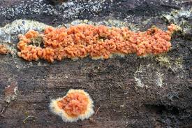 Attēlu rezultāti vaicājumam “Leucogyrophana mollusca”