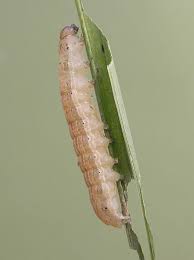 Attēlu rezultāti vaicājumam “Phronia sp. larva”