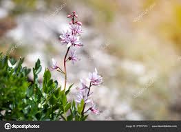 Image result for Diptam