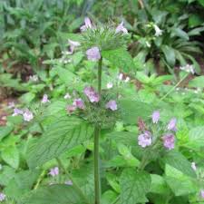 Attēlu rezultāti vaicājumam “Clinopodium vulgare leaf”