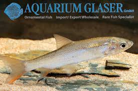 Image result for Chondrostoma nasus