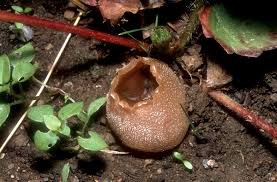 Attēlu rezultāti vaicājumam “Peziza vesiculosa”