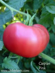 Afbeeldingsresultaat voor caspian pink tomato