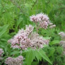Image result for Eupatorium cannabinum