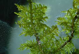 Attēlu rezultāti vaicājumam “Thuidium”