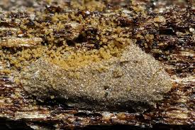 Attēlu rezultāti vaicājumam “Dianema depressum”