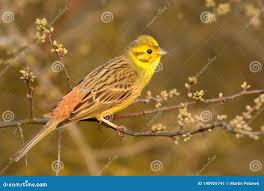 Attēlu rezultāti vaicājumam “Emberiza citrinella”