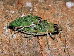 Attēlu rezultāti vaicājumam “Buprestidae”