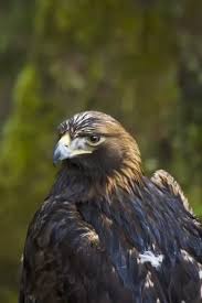 Attēlu rezultāti vaicājumam “Aquila chrysaetos adult”
