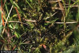 Attēlu rezultāti vaicājumam “Campylium stellatum”