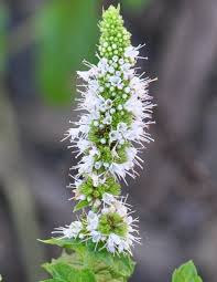 Attēlu rezultāti vaicājumam “Mentha spicata flower”