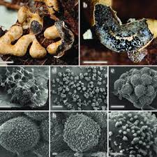 Attēlu rezultāti vaicājumam “Physarum bryocorticola macro”
