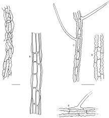 Attēlu rezultāti vaicājumam “Cystocoleus ebeneus”