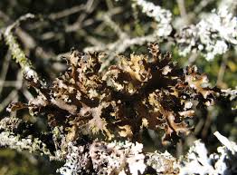 Attēlu rezultāti vaicājumam “Tuckermannopsis chlorophylla”