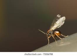 Attēlu rezultāti vaicājumam “Cynipidae”