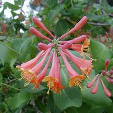 Attēlu rezultāti vaicājumam “Lonicera caerulea var. pallasii flower”