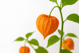 Attēlu rezultāti vaicājumam “Physalis alkekengi flower”