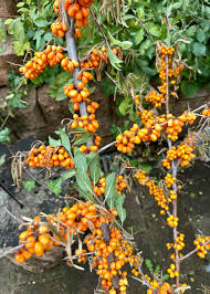 Attēlu rezultāti vaicājumam “Hippophae rhamnoides fruit”