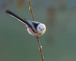 Attēlu rezultāti vaicājumam “Aegithalos caudatus”