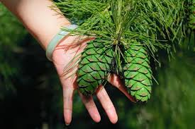 Attēlu rezultāti vaicājumam “Pinus strobus fruit”