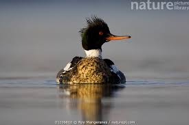 Attēlu rezultāti vaicājumam “Mergus serrator”