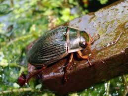 Attēlu rezultāti vaicājumam “Dytiscus marginalis”