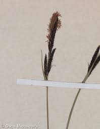 Attēlu rezultāti vaicājumam “Carex cespitosa”