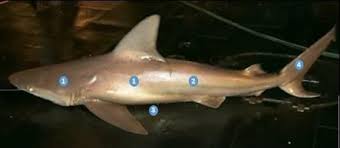 Image result for Carcharhinus plumbeus