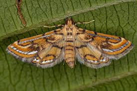 Attēlu rezultāti vaicājumam “Crambidae”