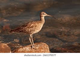 Attēlu rezultāti vaicājumam “Numenius phaeopus”