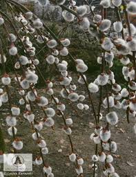 Attēlu rezultāti vaicājumam “Salix caprea fruit”