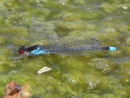 Attēlu rezultāti vaicājumam “Erythromma najas”