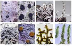 Attēlu rezultāti vaicājumam “Megalaria grossa”